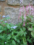 Tiarella cordifolia