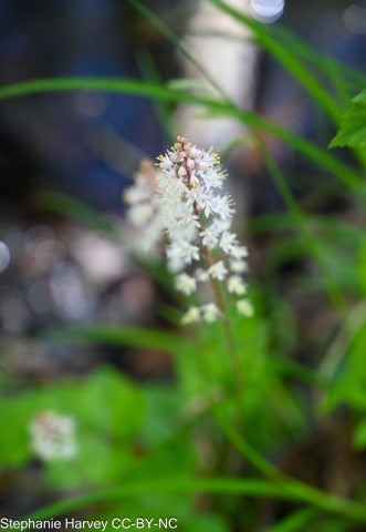 Tiarella wherryi