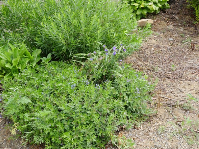 Tradescantia 'Zwanenburg Blue'