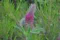 Trifolium rubens