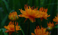 Trollius chinensis 'Golden Queen'