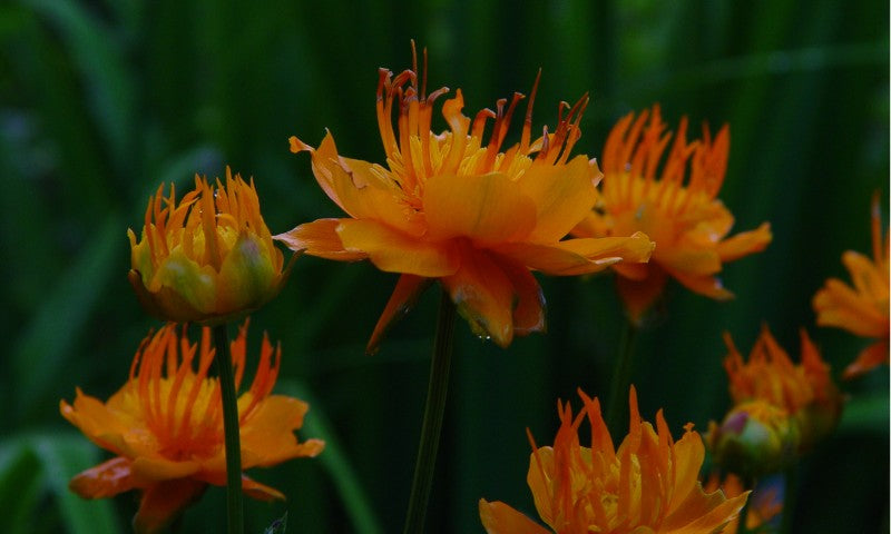 Trollius chinensis 'Golden Queen'
