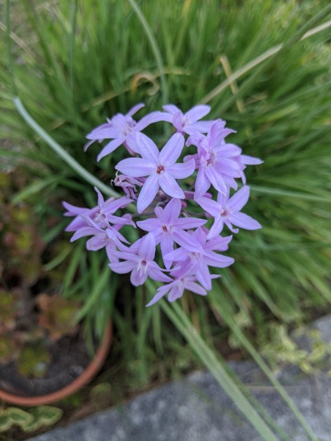 Tulbaghia violacea