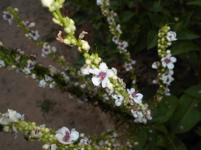 Verbascum chaixii 'Album'