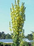 Verbascum olympicum