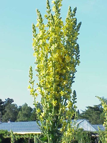 Verbascum olympicum