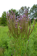 Verbena hastata