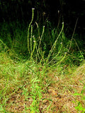Verbena officinalis