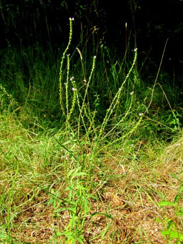 Verbena officinalis