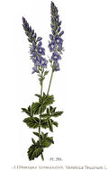 Veronica austriaca