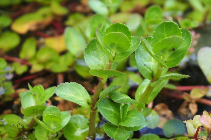 Veronica beccabunga
