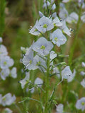 Veronica gentianoides