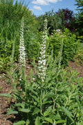 Veronica spicata 'Alba'