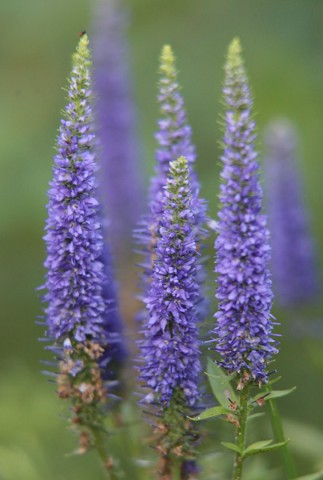 Veronica spicata 'Ulster Dwarf Blue'