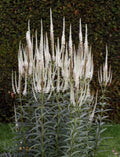 Veronicastrum virginicum 'Album'
