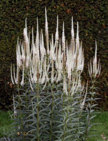 Veronicastrum virginicum 'Album'