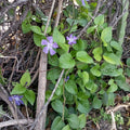 Vinca major