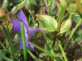 Vinca major 'Variegata'