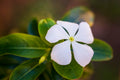 Vinca minor 'Alba'