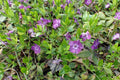 Vinca minor 'Atropurpurea'