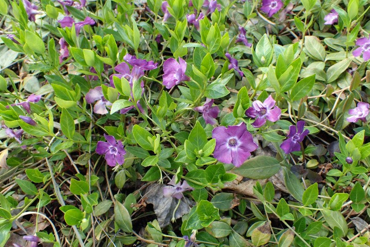Vinca minor 'Atropurpurea'
