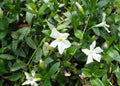 Vinca minor 'Gertrude Jekyll'