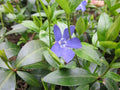 Vinca minor