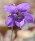 Viola labradorica, violet