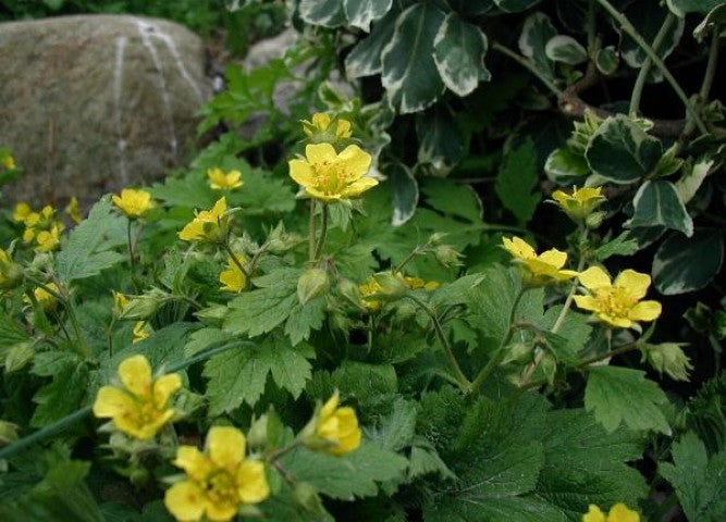 Waldsteinia geoides